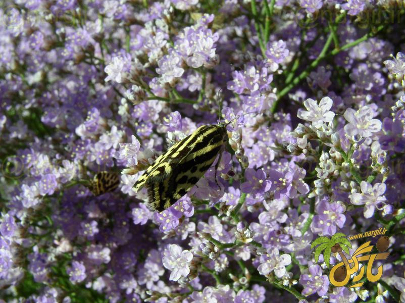 Limonium caspium